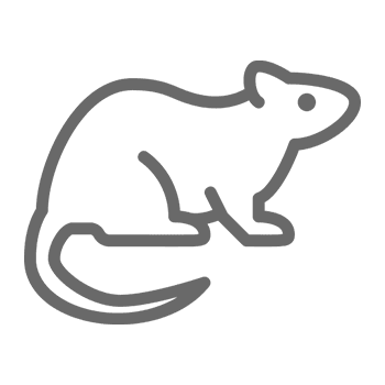Outline of a rat on black background.