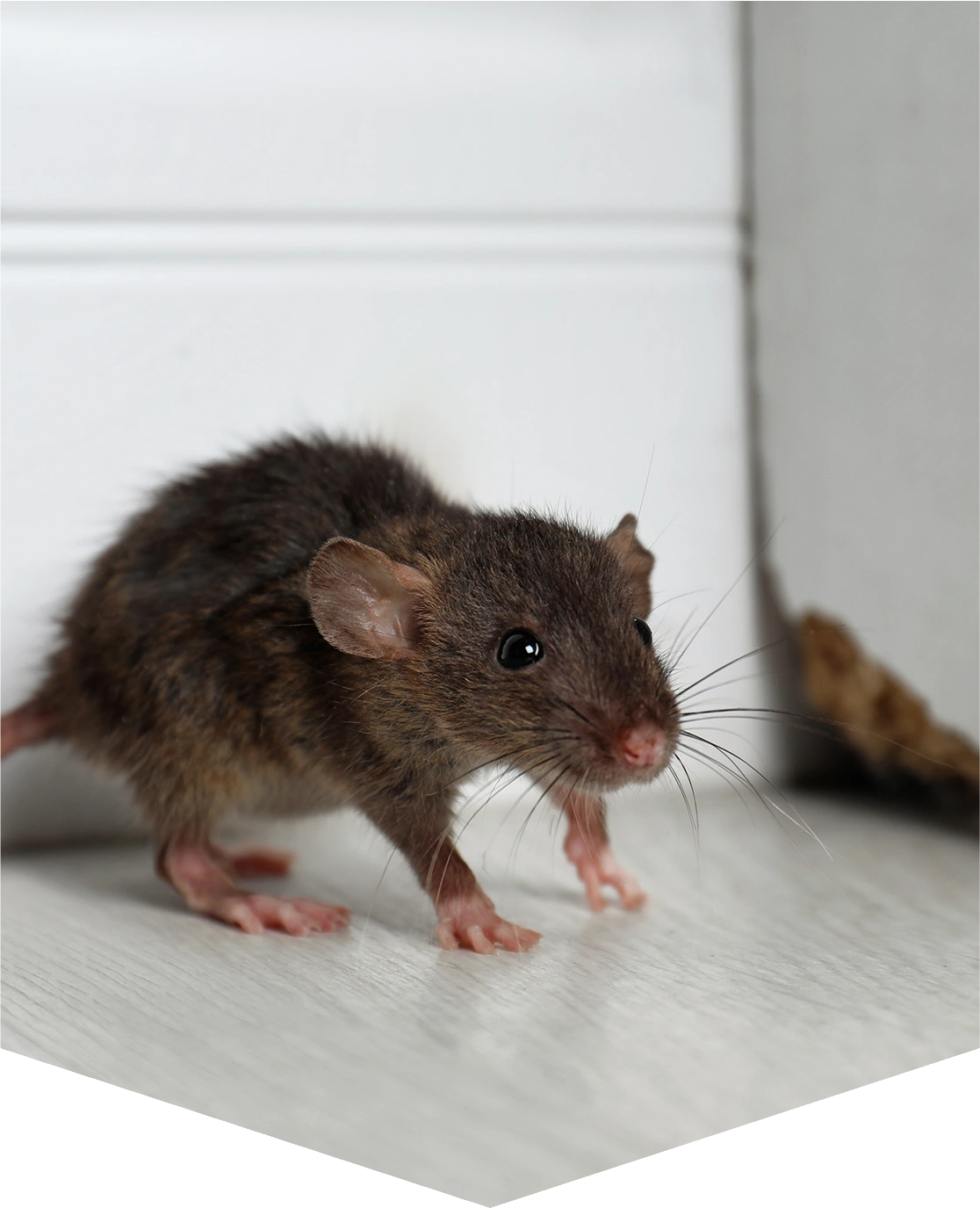 Small mouse on a white floor indoors.